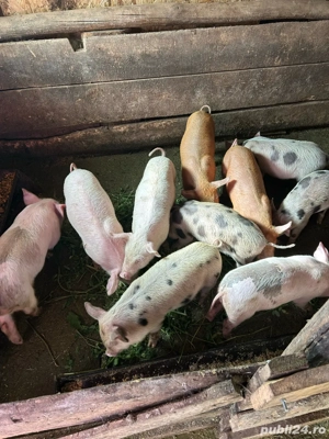 vand purcei - imagine 5