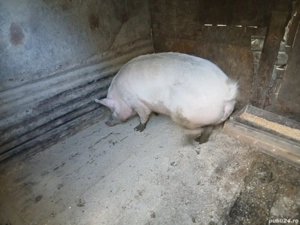 scroafa de vânzare 200 kg + - imagine 3 scroafa de vânzare 200 kg + - imagine 3