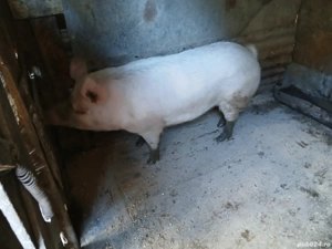 scroafa de vânzare 200 kg +