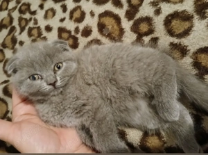 Scottish Fold