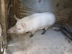 scroafa de vânzare 200 kg + - imagine 2 scroafa de vânzare 200 kg + - imagine 2