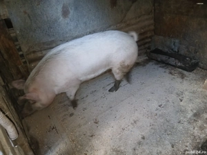 scroafa de vânzare 200 kg + - imagine 4 scroafa de vânzare 200 kg + - imagine 4
