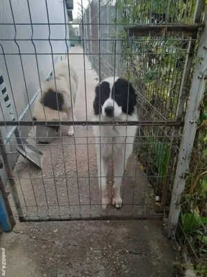 Ciobanesc de Bucovina disponibil! - imagine 3