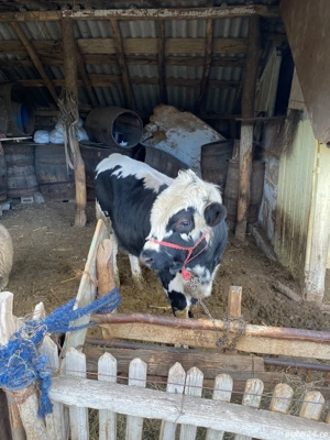 Vând vacă cu taur - imagine 3 Vând vacă cu taur - imagine 3