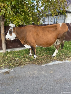 Vând vacă cu taur - imagine 4 Vând vacă cu taur - imagine 4