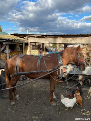 Vând iapă cu tot cu căruța  - imagine 3 Vând iapă cu tot cu căruța  - imagine 3