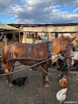 Vând iapă cu tot cu căruța  - imagine 2 Vând iapă cu tot cu căruța  - imagine 2