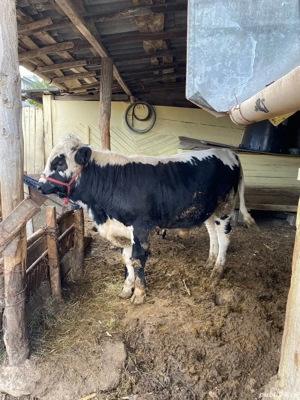 Vând vacă cu taur - imagine 2 Vând vacă cu taur - imagine 2