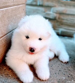 Baby Samoyed  - imagine 5