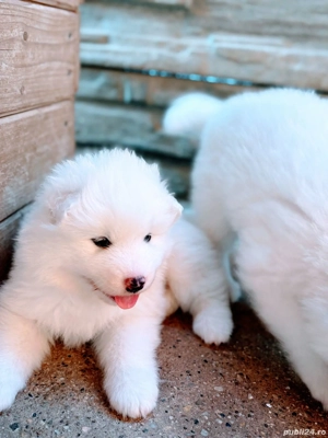 Baby Samoyed  - imagine 3