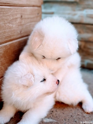 Baby Samoyed  - imagine 2