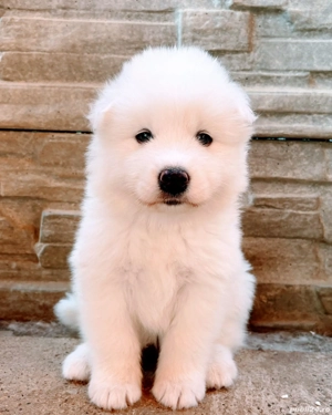 Baby Samoyed  - imagine 4