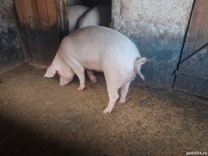 Vând purcea - imagine 2 Vând purcea - imagine 2