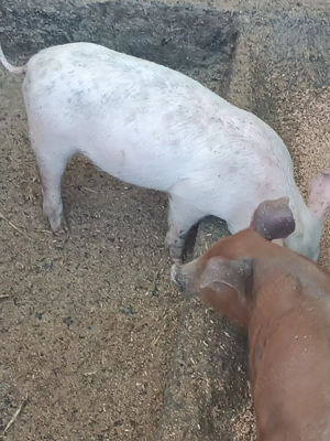 Vând porci și purcei  - imagine 3