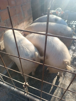 Vând porci și purcei  - imagine 4