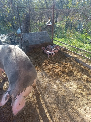 Vând porci și purcei  - imagine 5