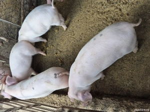 Purcei de vanzare - imagine 4