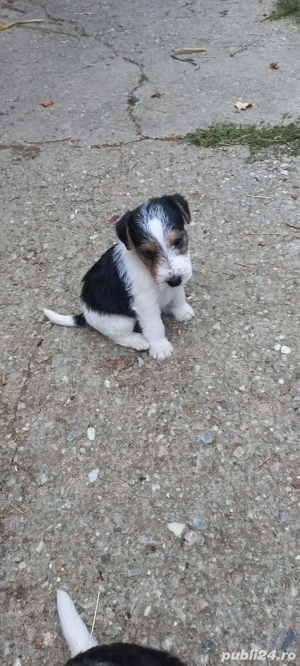 Fox terrier sârmos.a - imagine 5 Fox terrier sârmos.a - imagine 5
