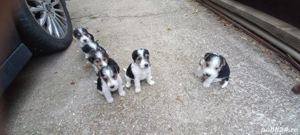 Fox terrier sârmos.a - imagine 4 Fox terrier sârmos.a - imagine 4