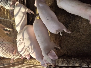 Purcei de vanzare - imagine 5