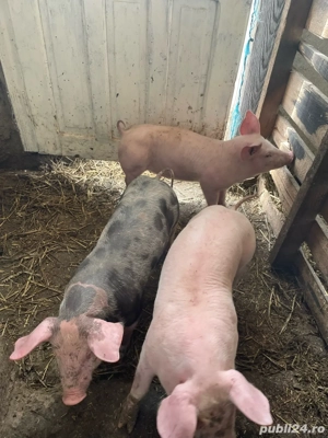 De vânzare purcei rasa Landrace și Pietrain    - imagine 4