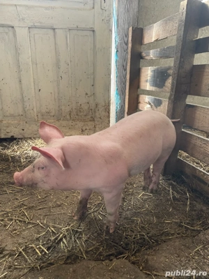 De vânzare purcei rasa Landrace și Pietrain    - imagine 3