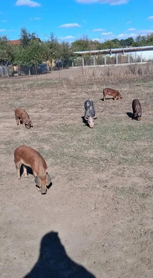 Vând  porci pietrean și duroc