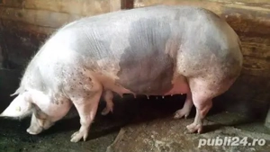 Vand scroafe gestante crescute in gospodaria mea - imagine 2 Vand scroafe gestante crescute in gospodaria mea - imagine 2