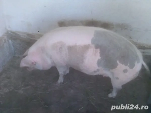 Vand scroafe gestante crescute in gospodaria mea - imagine 4 Vand scroafe gestante crescute in gospodaria mea - imagine 4