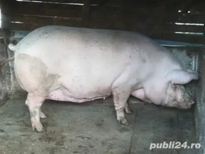 Vand scroafe gestante crescute in gospodaria mea