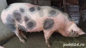 Vand scroafe gestante crescute in gospodaria mea - imagine 3 Vand scroafe gestante crescute in gospodaria mea - imagine 3