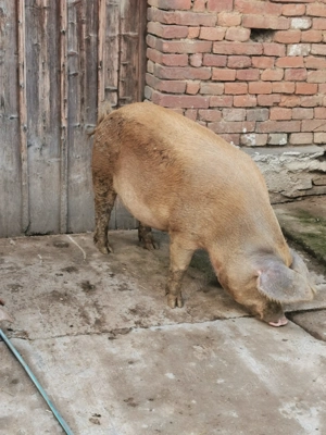 Porci de carne de vânzare  - imagine 2 Porci de carne de vânzare  - imagine 2