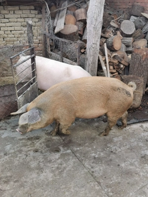 Porci de carne de vânzare 