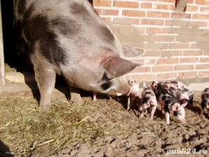 Vand scroafe cu purcei diferite varste - imagine 5