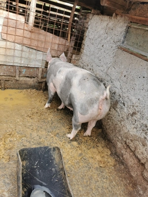 Porci de carne de vânzare  - imagine 5 Porci de carne de vânzare  - imagine 5