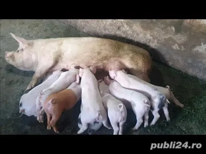 Vand scroafe cu purcei diferite varste - imagine 4