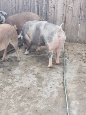 Porci de carne de vânzare  - imagine 3 Porci de carne de vânzare  - imagine 3