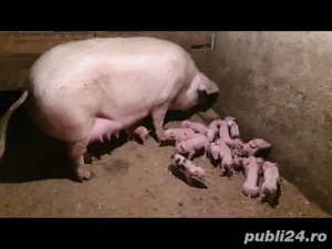 Vand scroafe cu purcei diferite varste - imagine 2