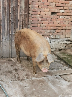 Porci de carne de vânzare  - imagine 4 Porci de carne de vânzare  - imagine 4