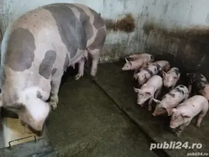 Vand scroafe cu purcei diferite varste - imagine 3