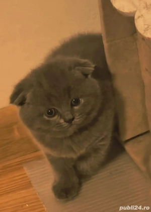 Scottish Fold Blue - imagine 3 Scottish Fold Blue - imagine 3