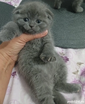 Scottish Fold Blue - imagine 2 Scottish Fold Blue - imagine 2