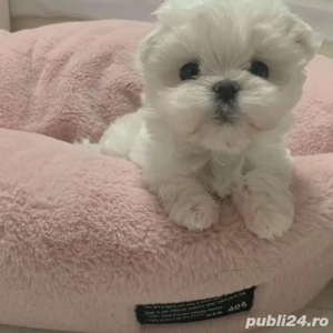 pui bichon maltese mini toy 