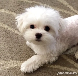 pui bichon maltese mini toy  - imagine 4