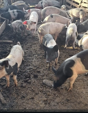 Porci crescuți natural  - imagine 2