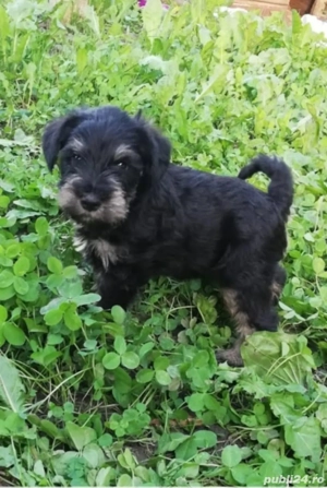 Schnauzer pitic  - imagine 2 Schnauzer pitic  - imagine 2