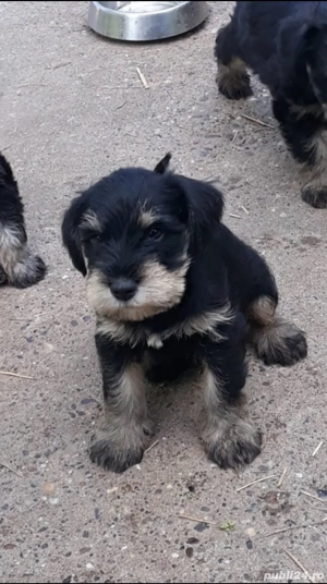 Schnauzer pitic  - imagine 3 Schnauzer pitic  - imagine 3