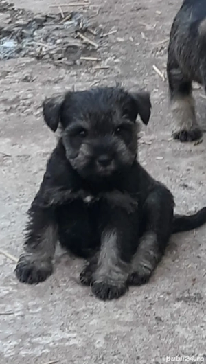 Schnauzer pitic 