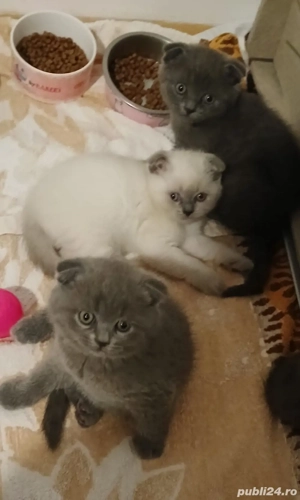 Scottish Fold - imagine 2 Scottish Fold - imagine 2