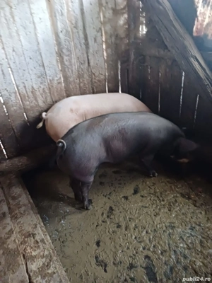 porci de vanzare - imagine 4